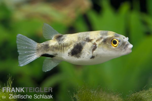 Assel-Kugelfisch/ Colomesus asellus